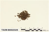 藏品(卷葉濕地苔)的圖片